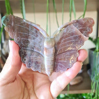 Bloodstone Butterfly