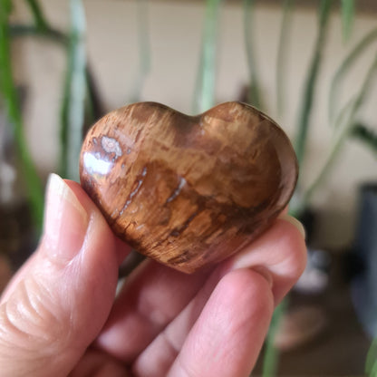 Petrified Wood Hearts