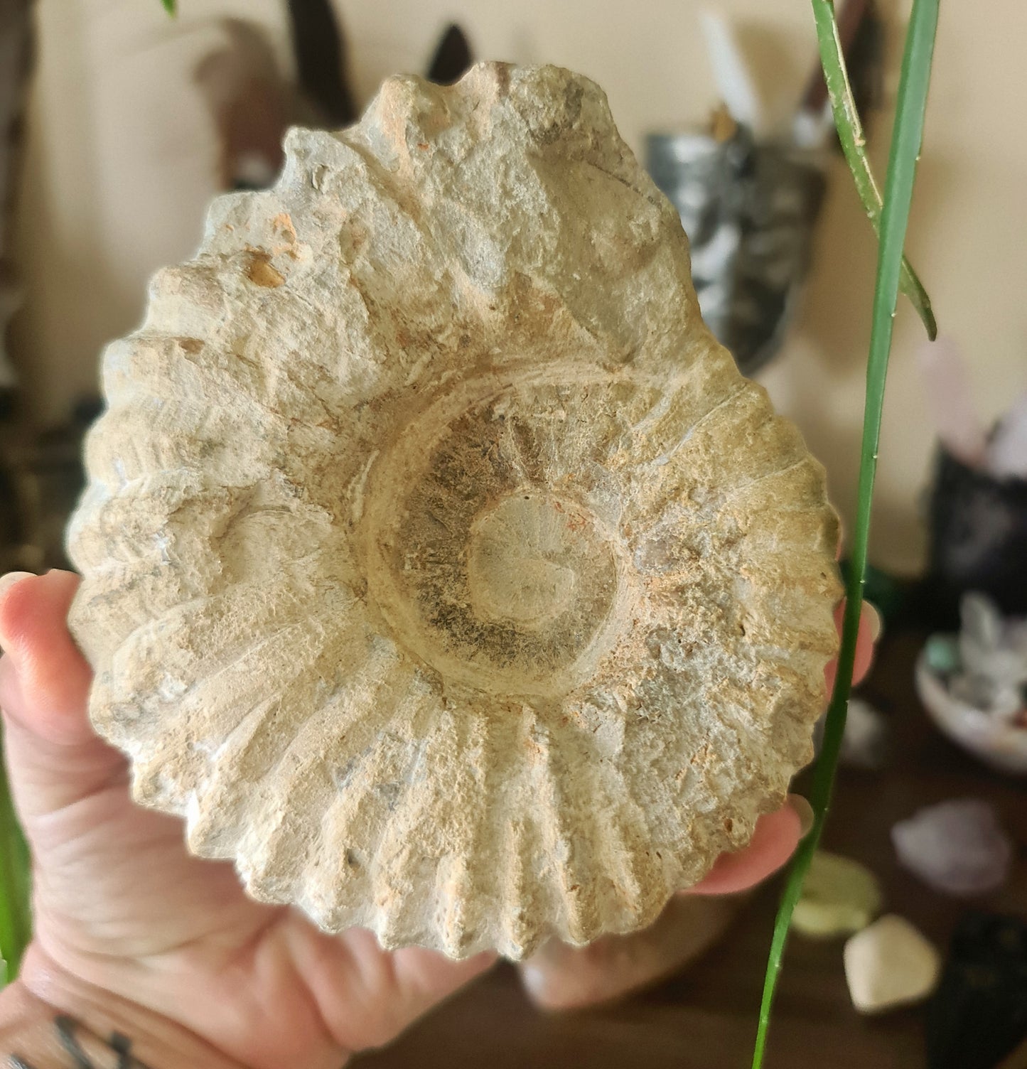 Ammonite Fossil Specimen