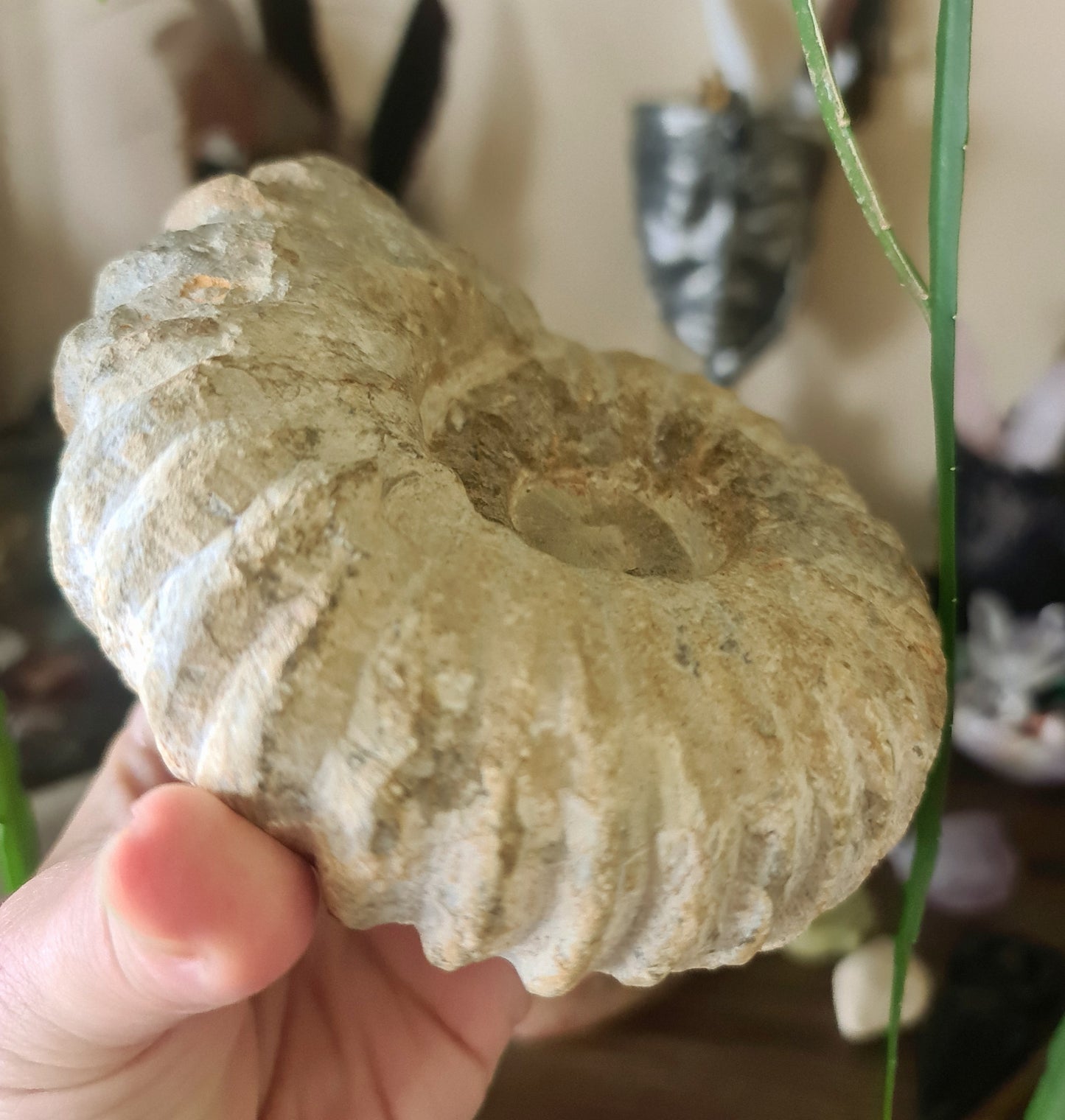 Ammonite Fossil Specimen