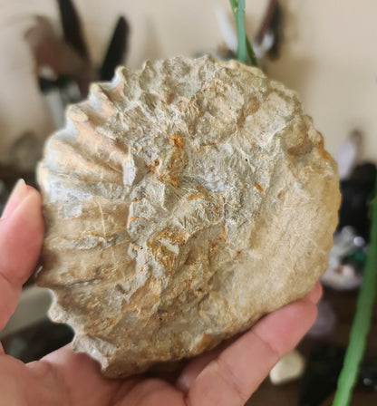 Ammonite Fossil Specimen