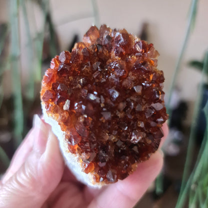 Citrine Cluster - Medium