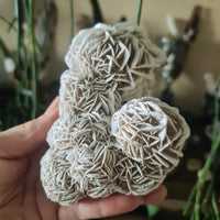 Desert Rose Cluster