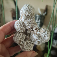 Desert Rose Cluster