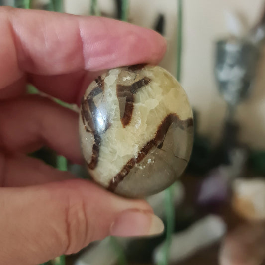 Septarian Palm Stone