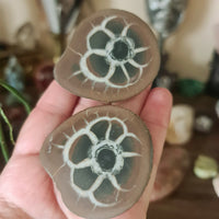 Septarian Nodule Pair