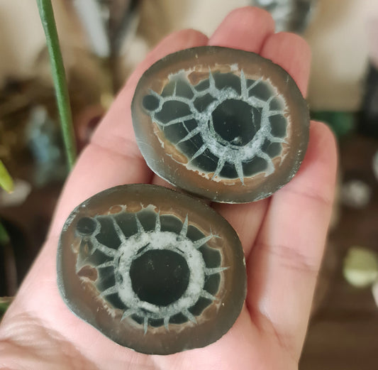 Septarian Nodule Pair