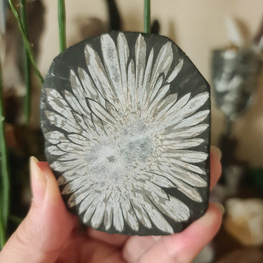 Chrysanthemum Stone Free Form