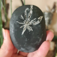 Chrysanthemum Stone Palm