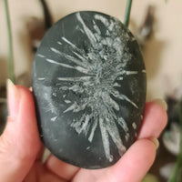 Chrysanthemum Stone Palm