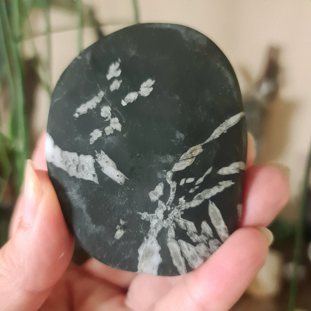 Chrysanthemum Stone Palm