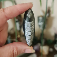 Orthoceras Fossil - Mini