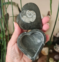 Orthocerus Trinket Box