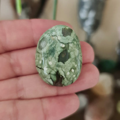 Rhyolite Mini Palm