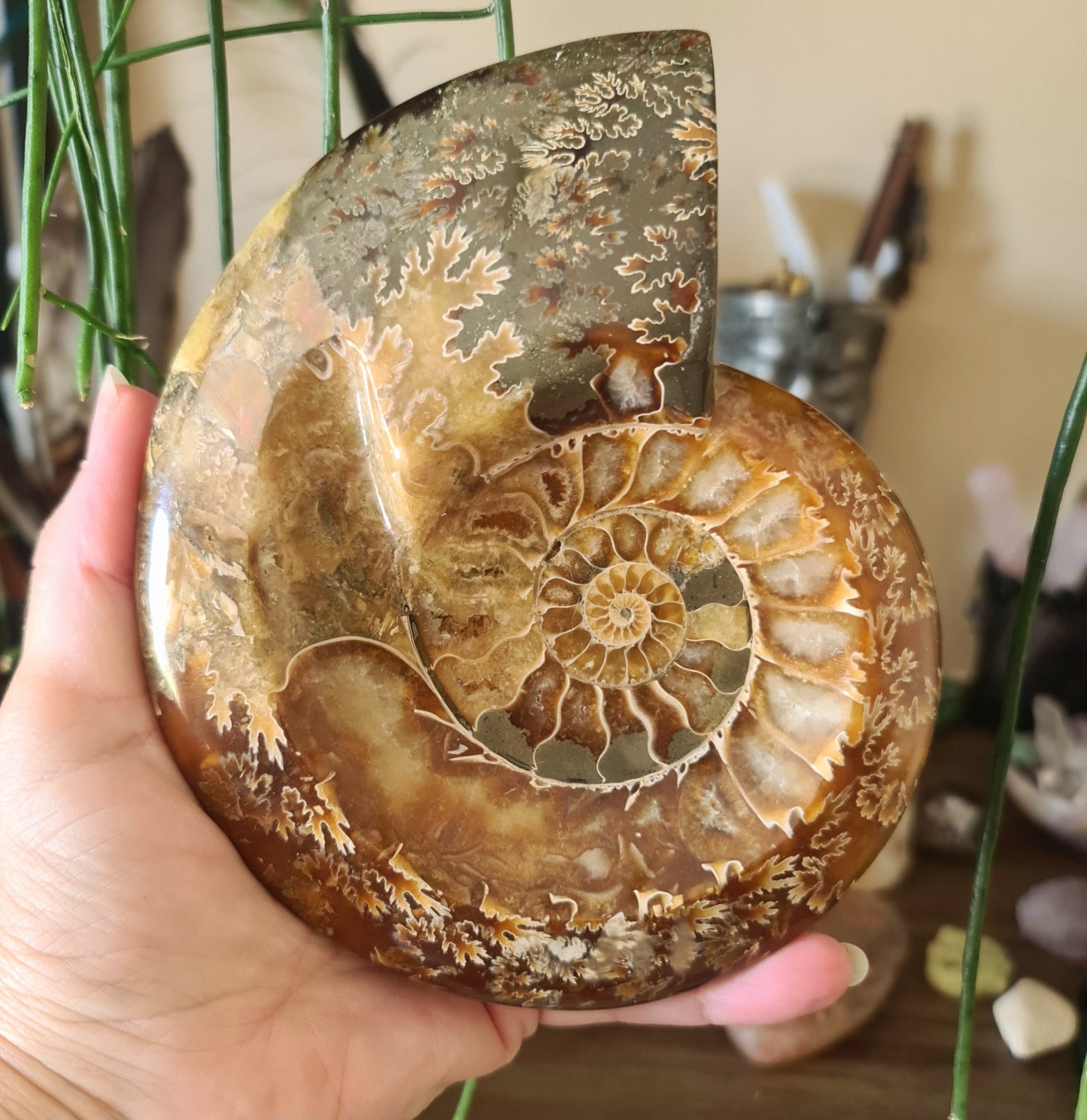 Ammonite Dish