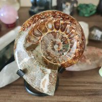 Ammonite Dish