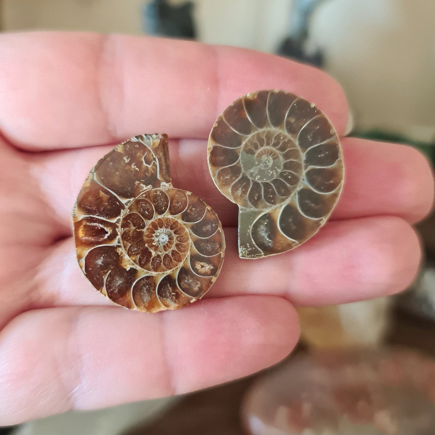 Ammonite Fossil - Mini