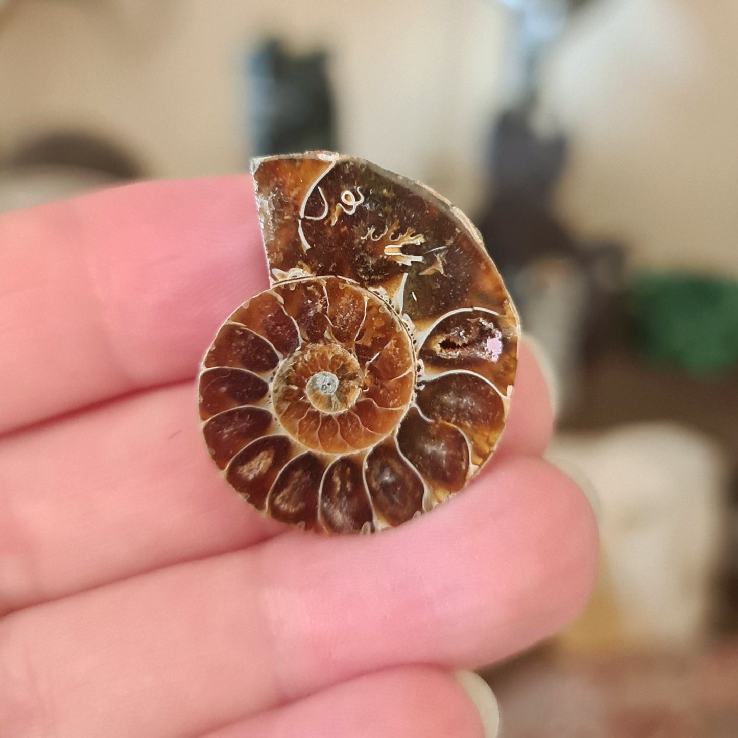 Ammonite Fossil - Mini