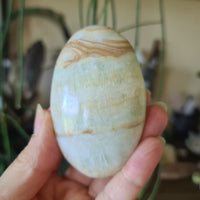 Caribbean Calcite Palm