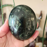 Kambaba Jasper Palm