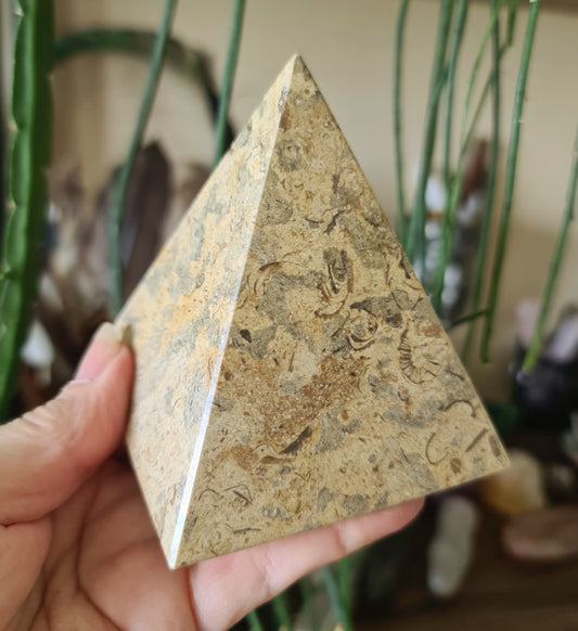 Fossil Coral Pyramid