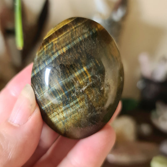 Blue Tiger Eye Palm