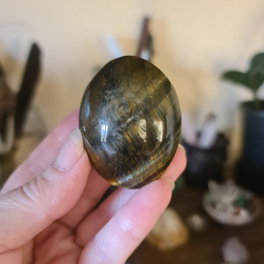 Tiger Eye Palm