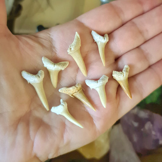 Shark Teeth