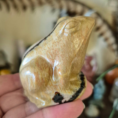 Picture Jasper Frogs