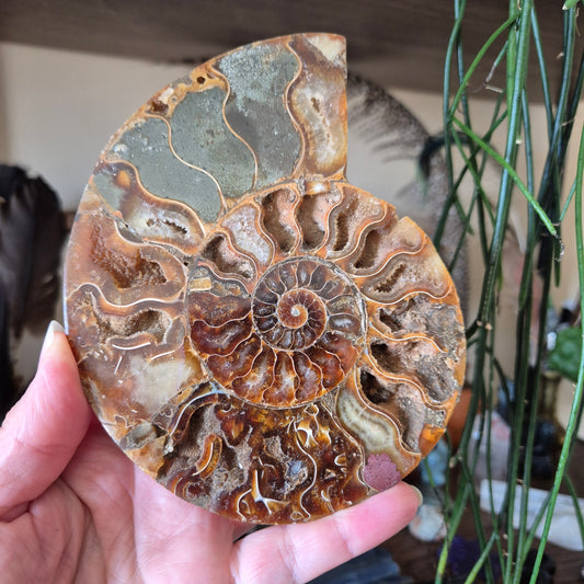 Ammonite Half