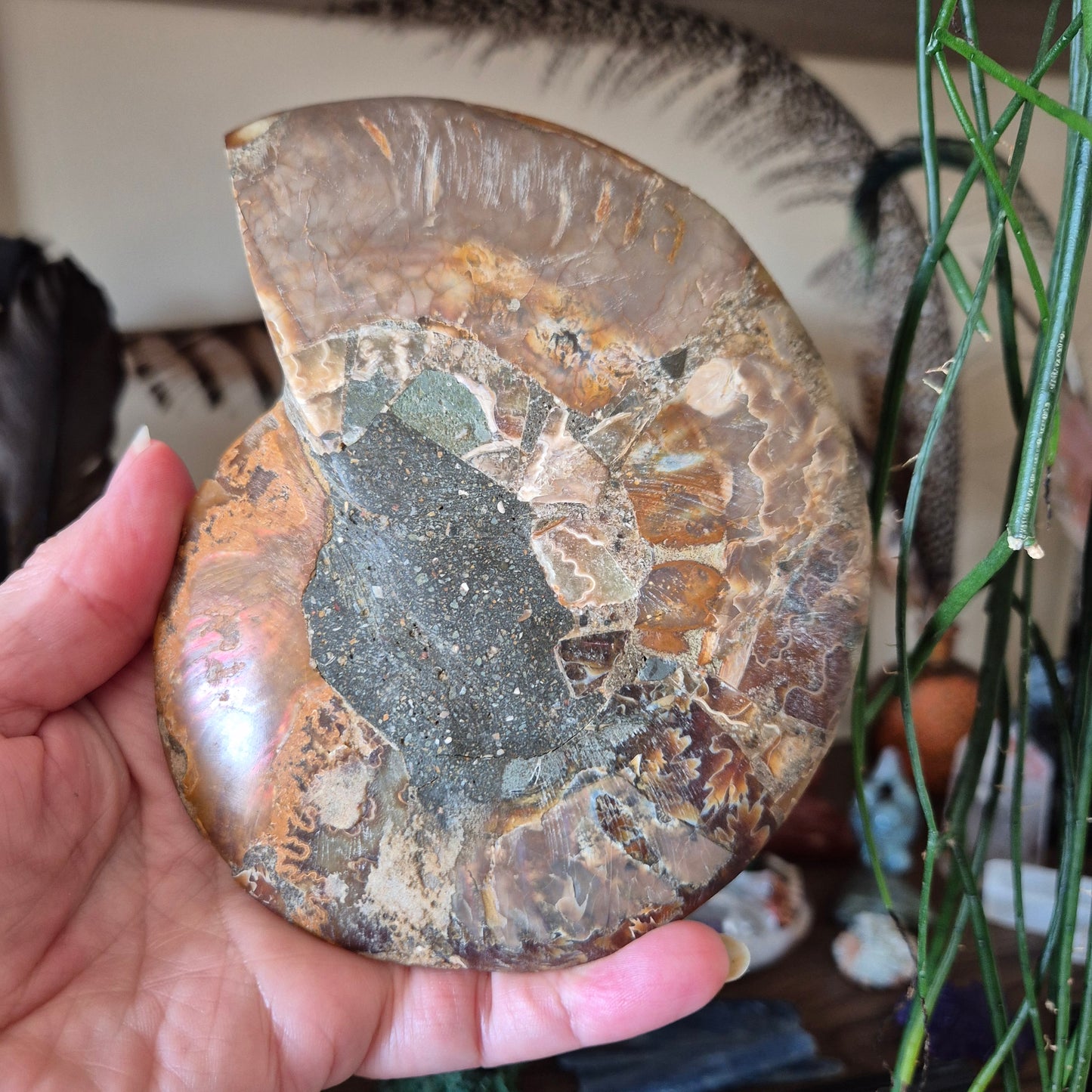 Ammonite Half