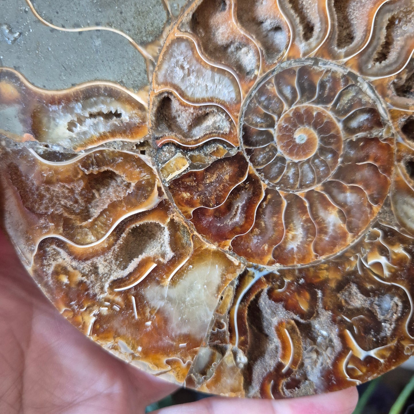 Ammonite Half