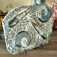 Orthoceras Goniatite Plaques & Stand