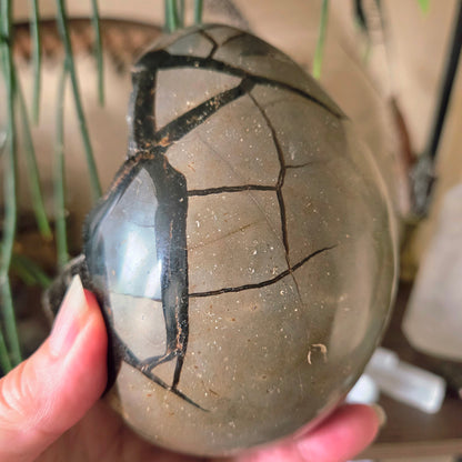 Septarian Egg 1.66Kg