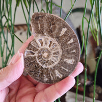 Ammonite Fossil Halves