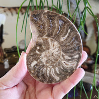 Ammonite Fossil Halves