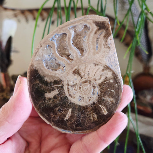 Ammonite Fossil Halves