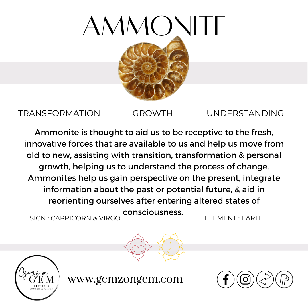 Ammonite Dish