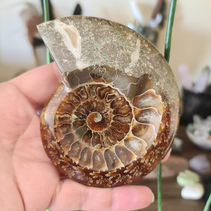 A hand holding a brown ammonite-shaped dish, with a simulated marbled pattern texture.