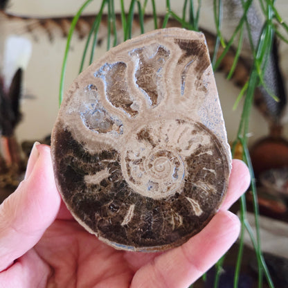 A hand holding a polished ammonite fossil, with visible spiral patterns and natural colors.