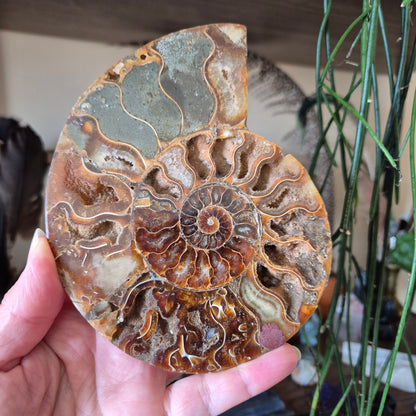 A hand holding a piece of ammonite, with a partially preserved spiral shell in shades of brown, white, and pink.