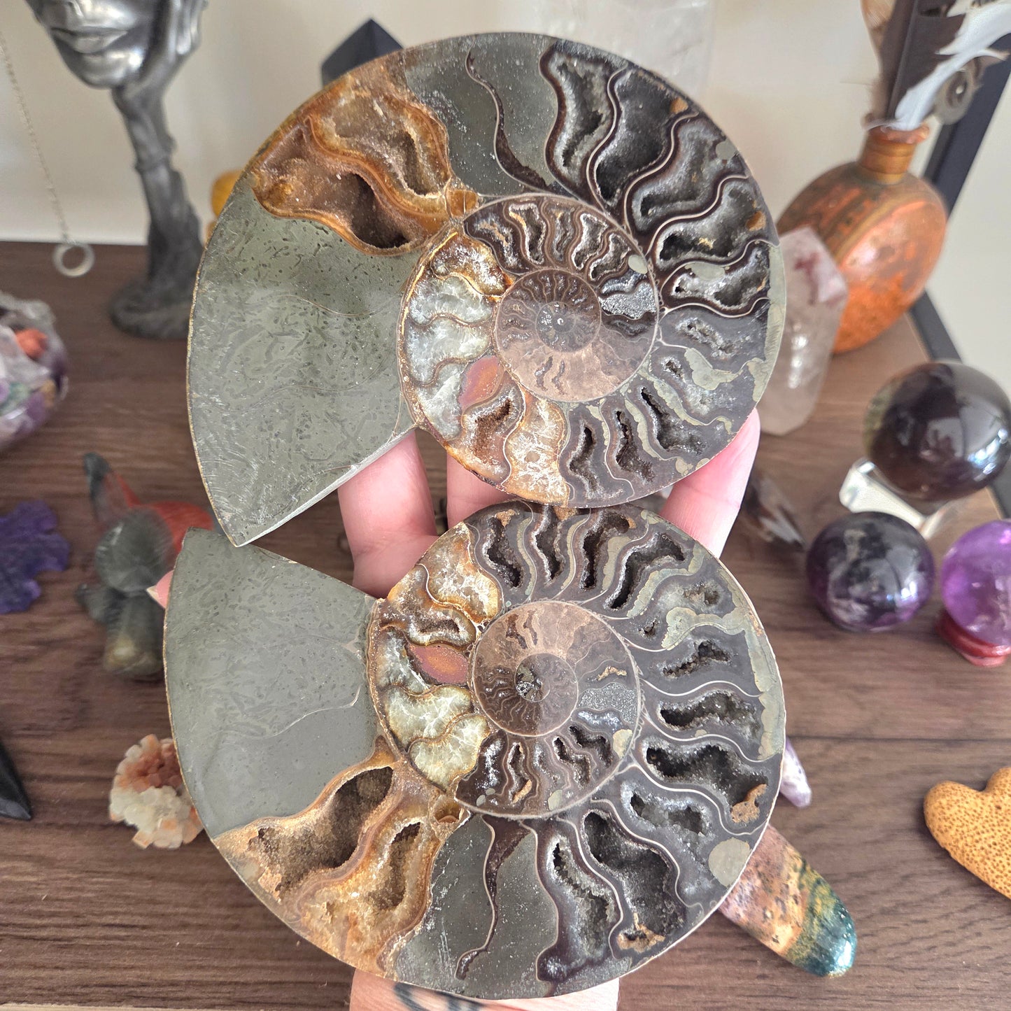 Ammonite Fossil Pair