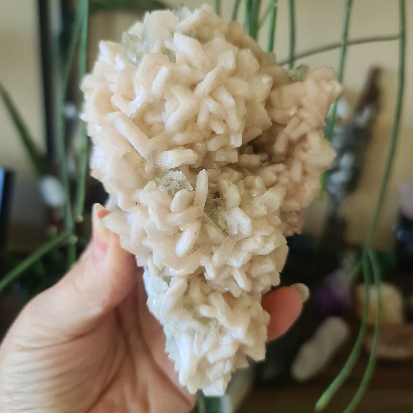 A person holding a cluster of beige-colored apophyllite and stilbite crystals.