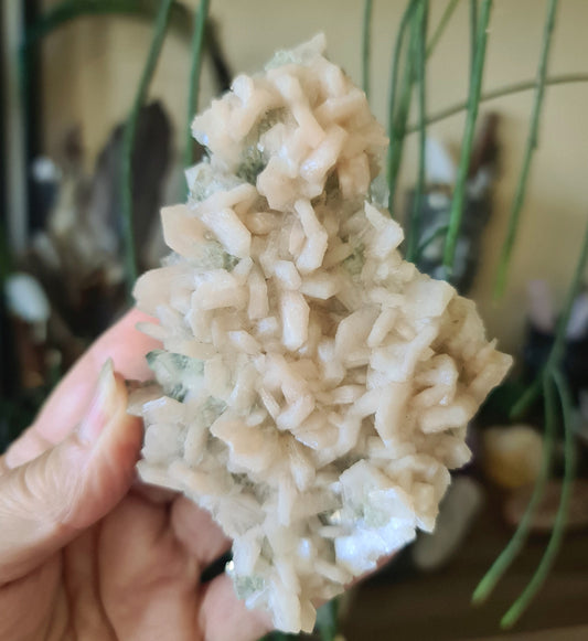 A close-up photograph of a beige-colored apophyllite and stilbite crystal cluster on a white surface with a plant in the background.