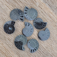 Ammonite Fossil - Mini