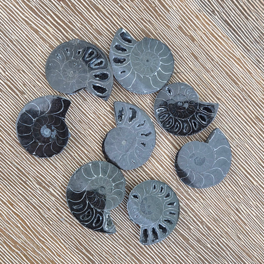 Ammonite Fossil - Mini