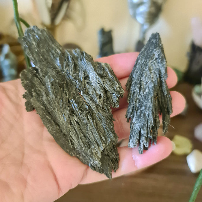 Two Black Kyanite crystals held in a person's hand, displaying their unique fan-shaped texture.