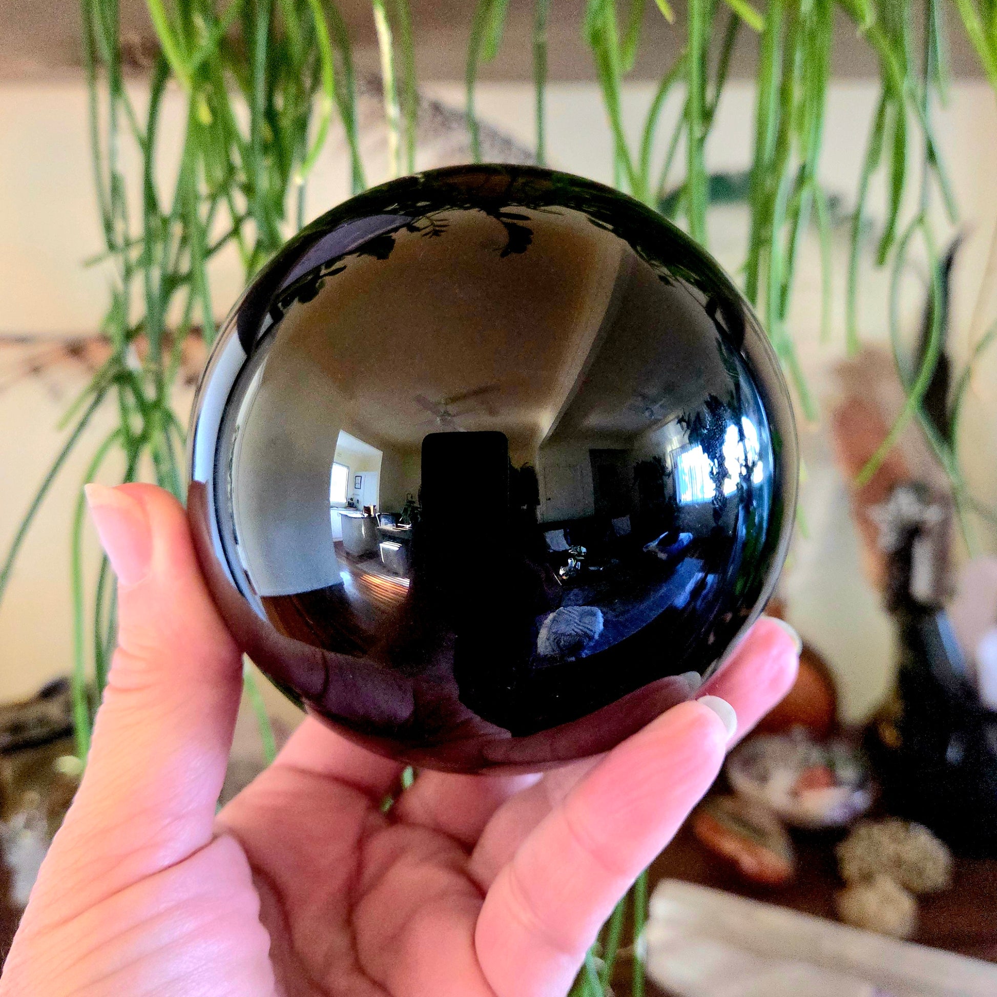 Person holding a black crystal ball with indoor plants in the background