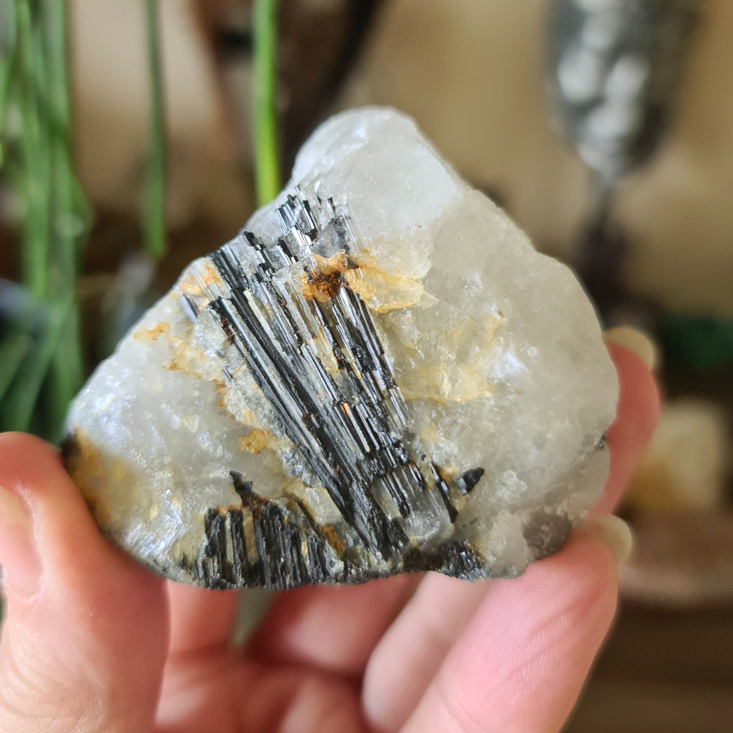 A hand holding a black tourmaline quartz crystal with visible black and gray tones, with a plant in the background.