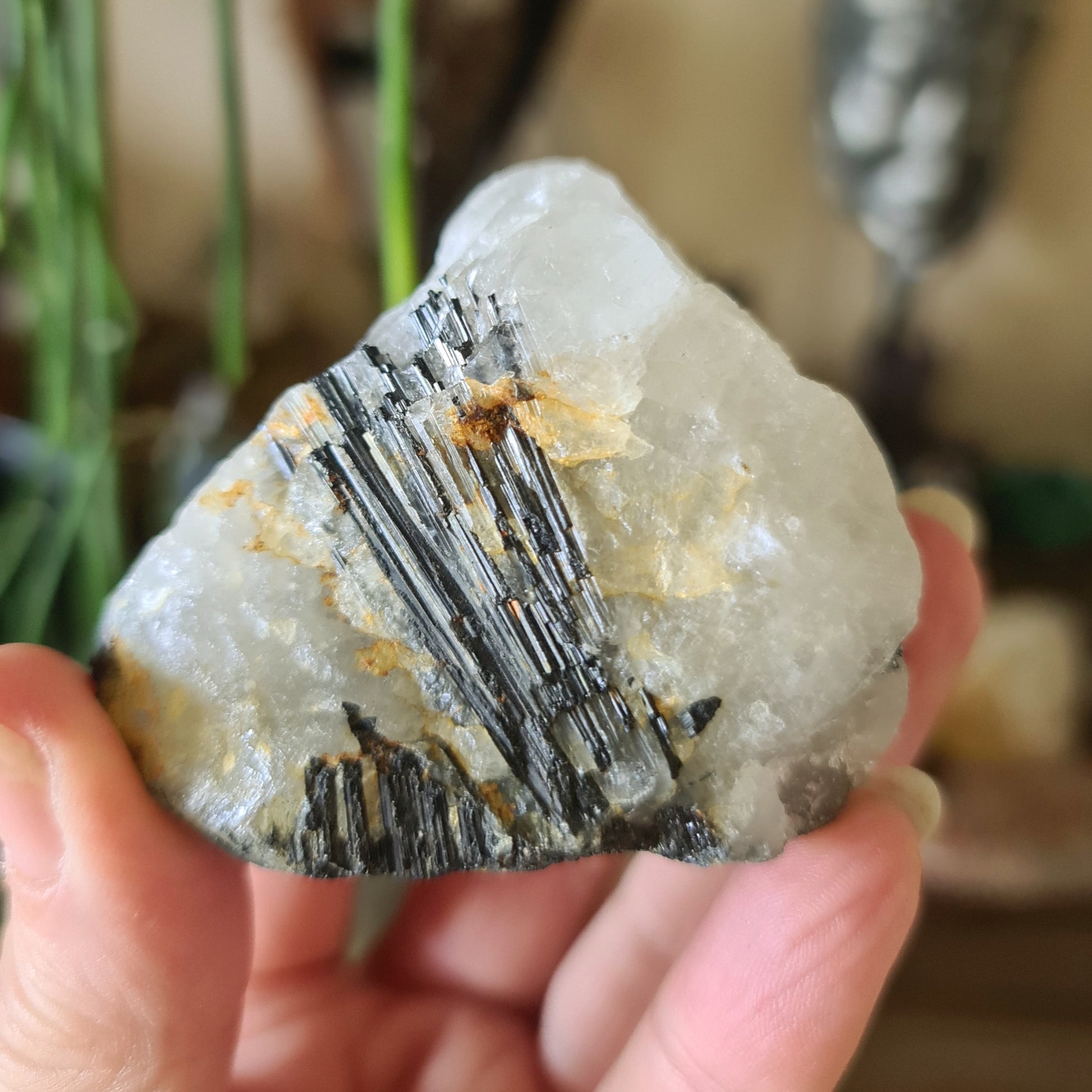 A hand holding a black tourmaline quartz crystal with visible black and gray tones, with a plant in the background.